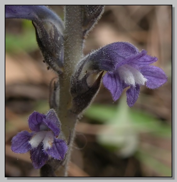 Lathyrus aphaca -Trifolium cfr. cherleri - Orobanche ramosa - Pisum sativum